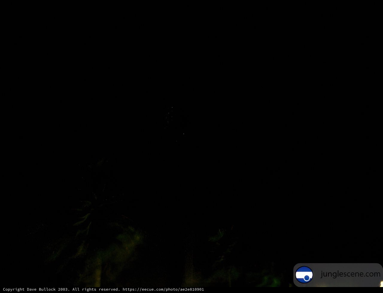 Stargazing at Coachella
