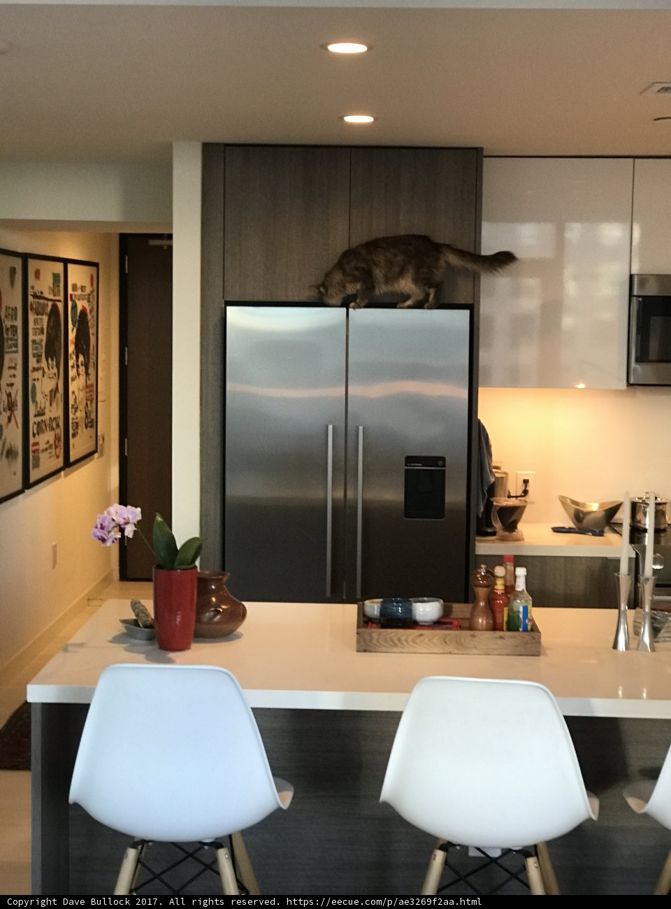 Feline Perch