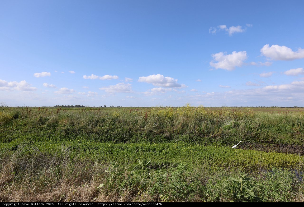 White Egret in Expansive Wetland Grasslands