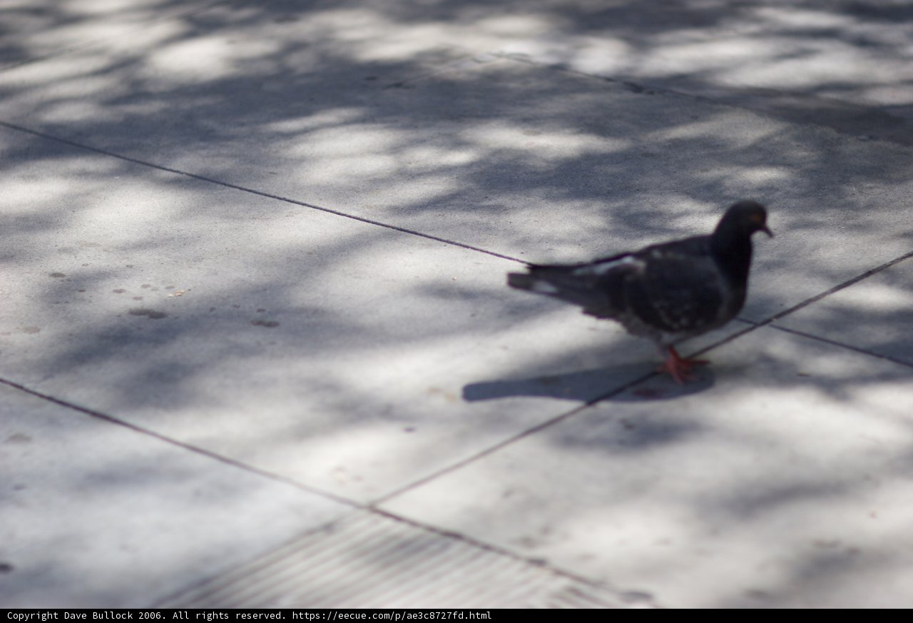 The Pigeon on the Sidewalk
