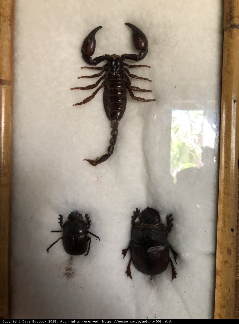 The Arthropod Assemblage