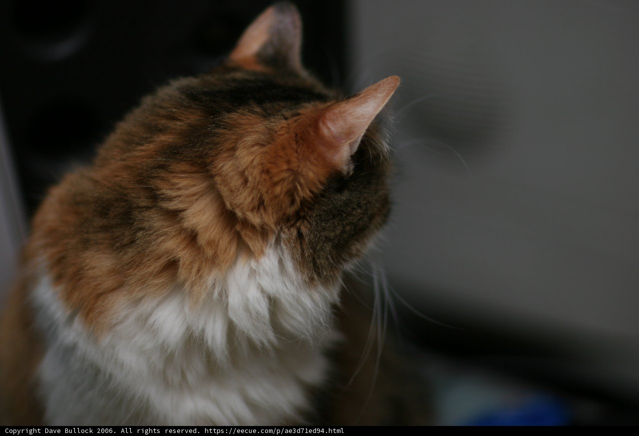 Curious Manx Cat