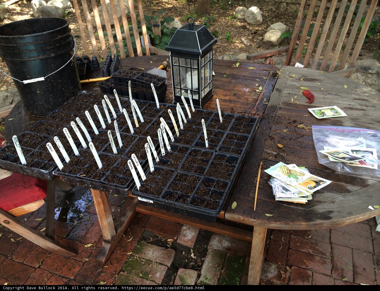 Outdoor Dining Setup