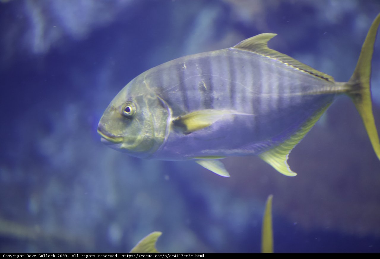Majestic Angelfish Swimming in Blue Aquarium Water