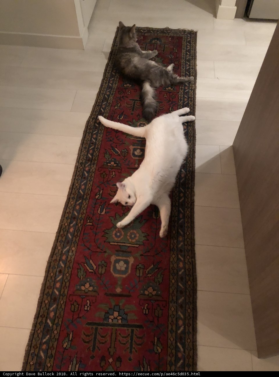 Feline Relaxation on Hardwood Floor Rug