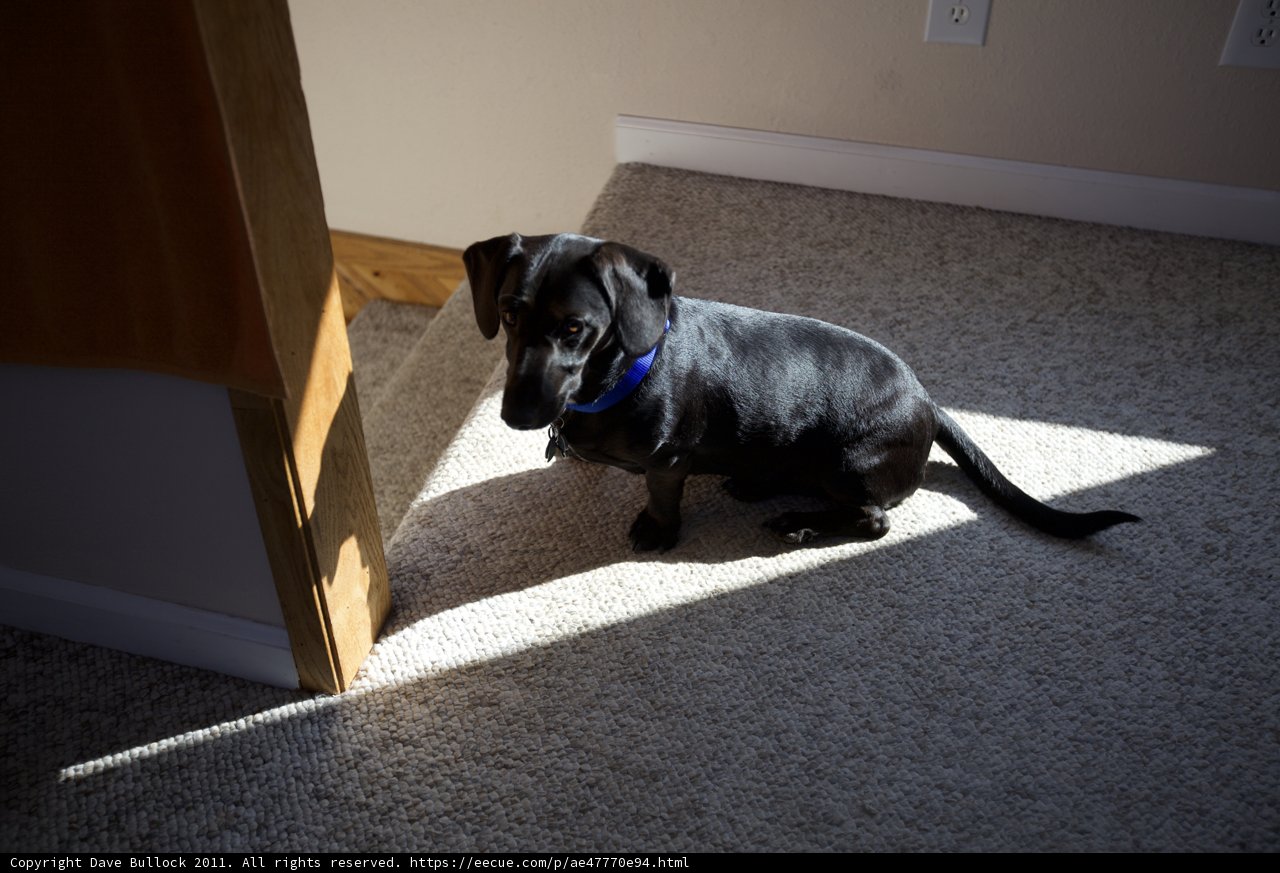 Black Labrador Retriever Guarding Hardwood Floors