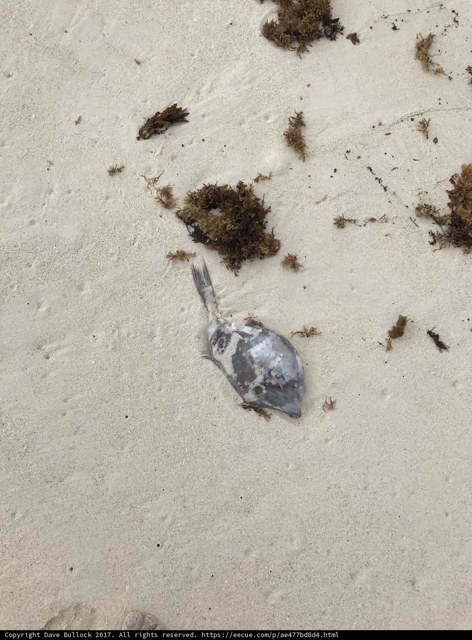 Death in the Crystalline Coast