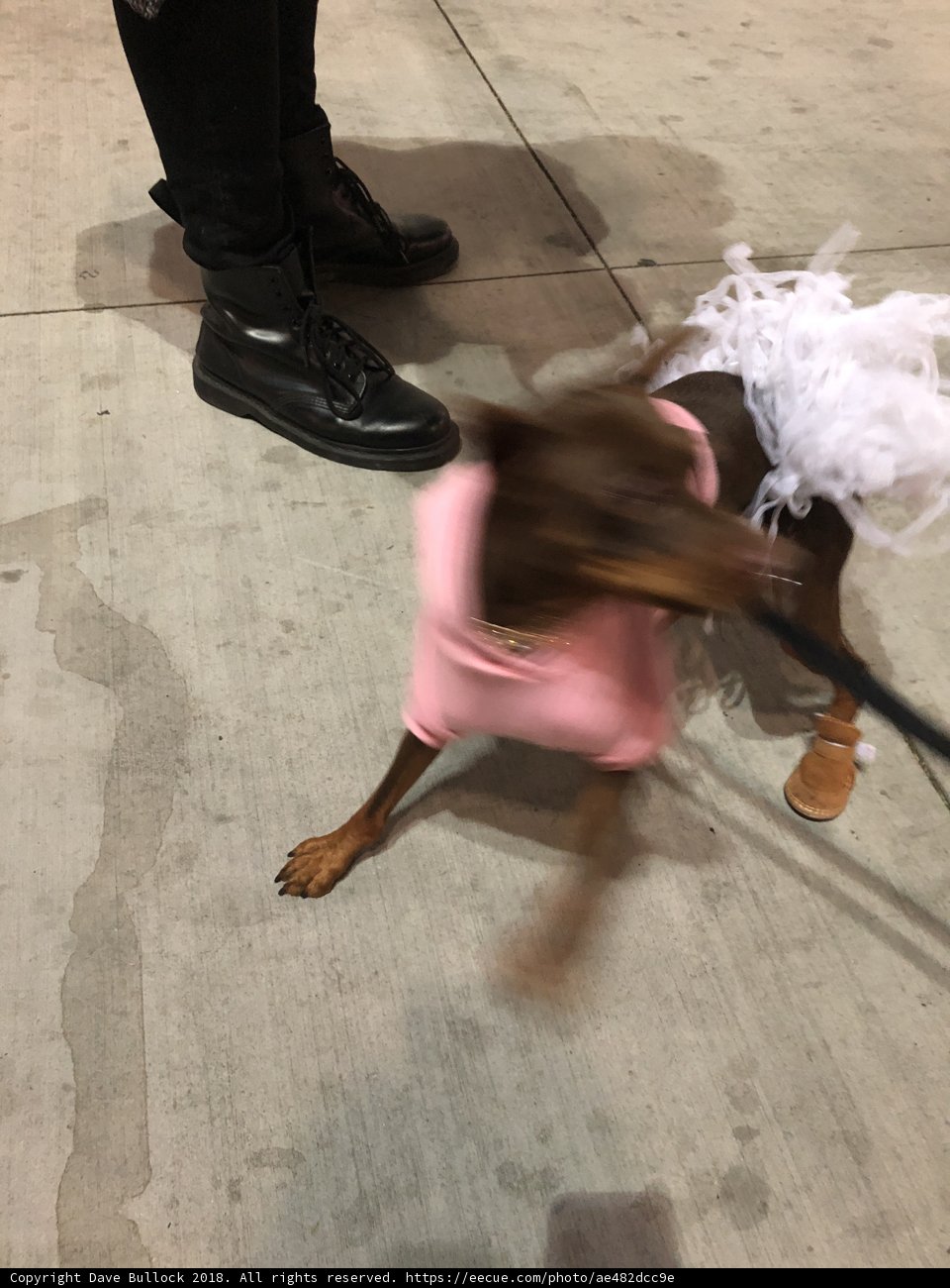 Fashion-Forward Fido