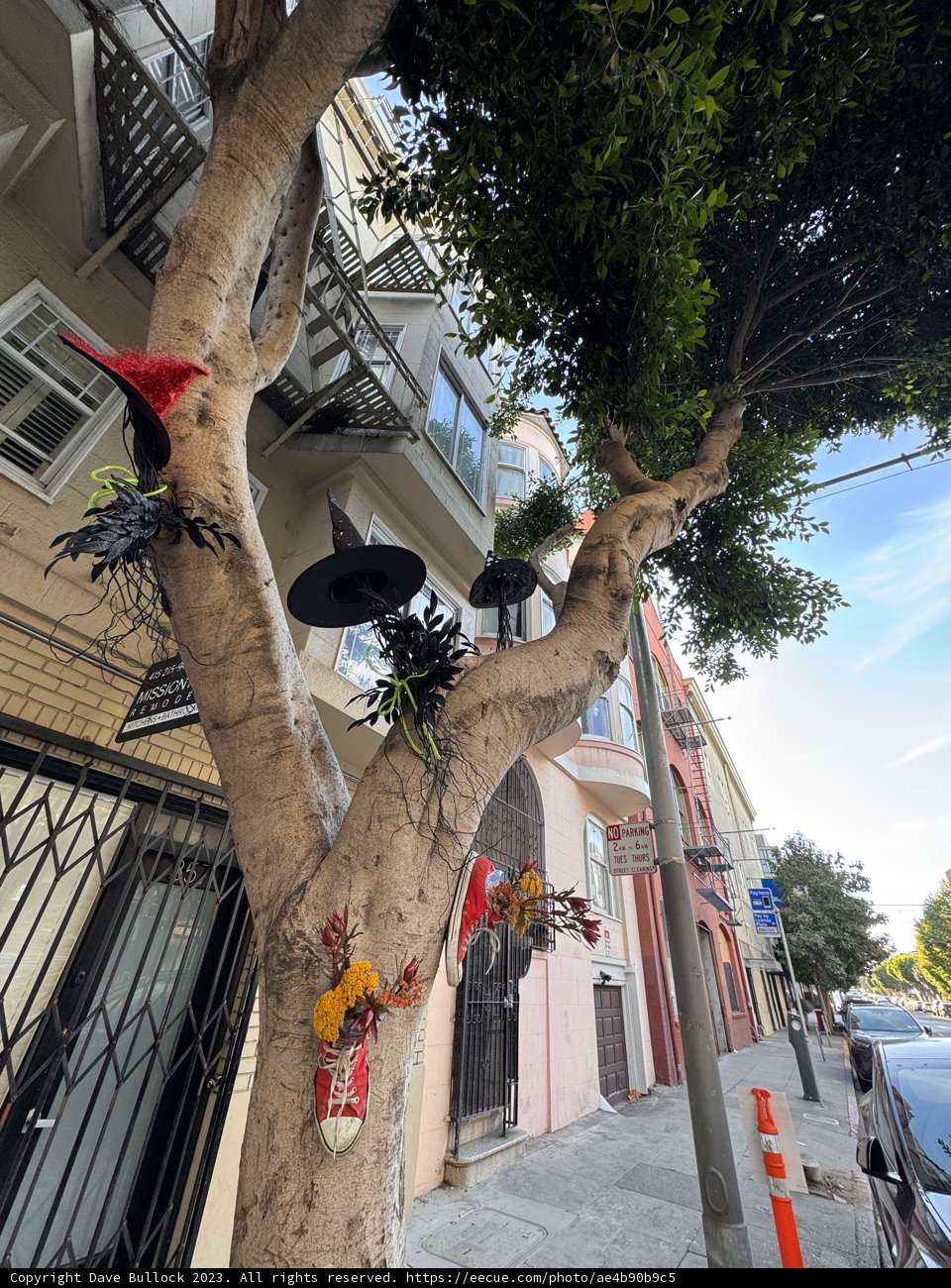 The Eccentric Tree of San Francisco