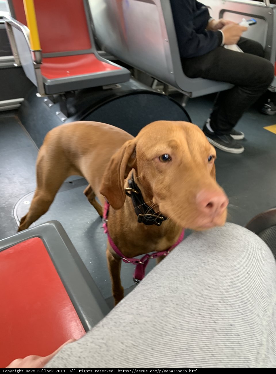 Canine Commuting in San Francisco