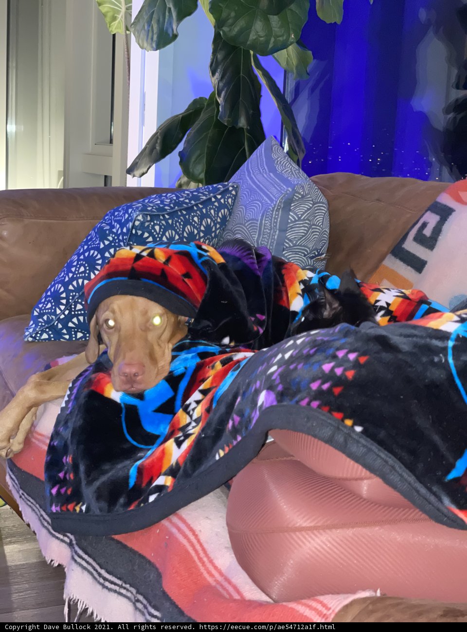 Cozy Canine Lounge