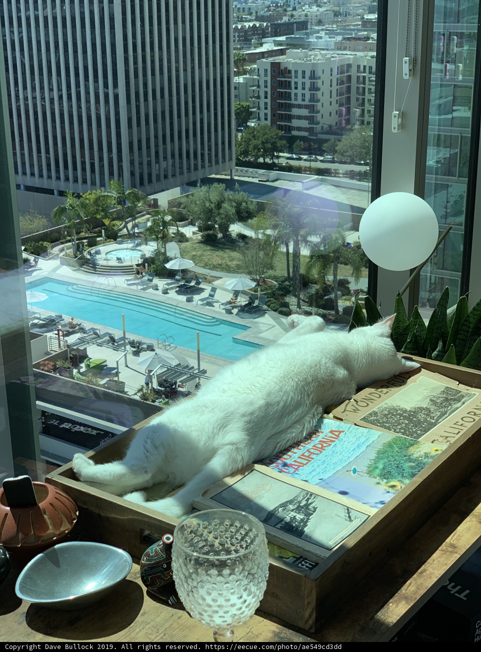 City Cat Basks in Natural Light