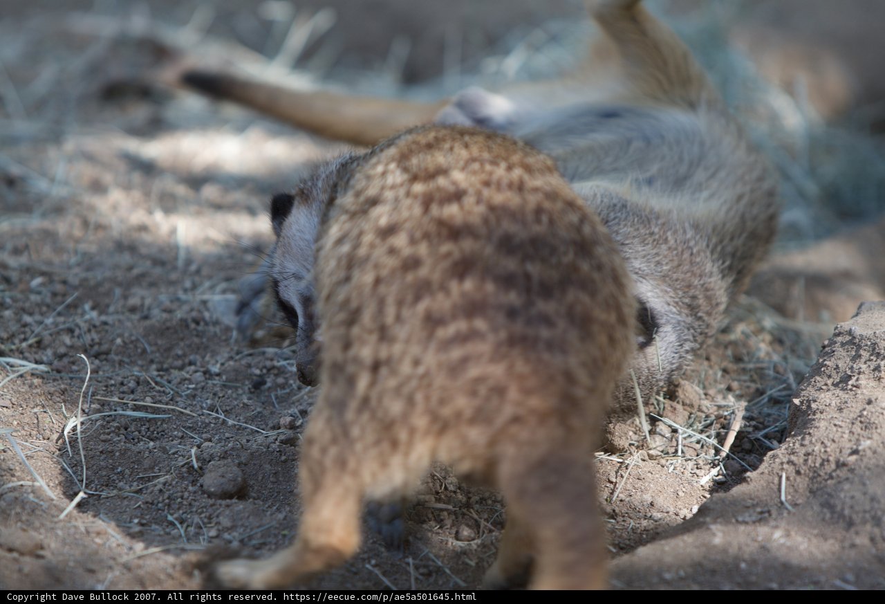A Playful Meerkat Enjoying the Dirt