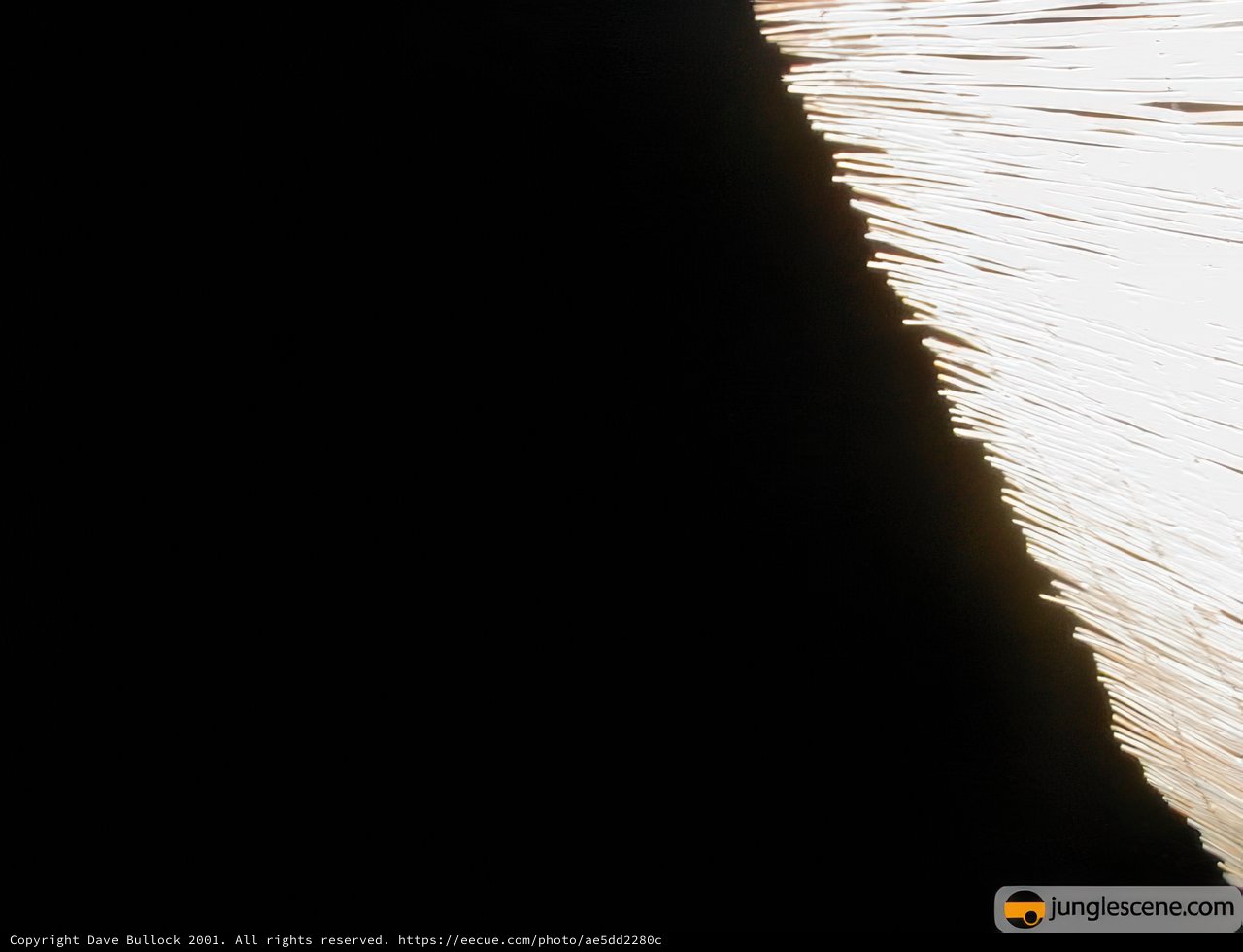 Illumination in the Dark