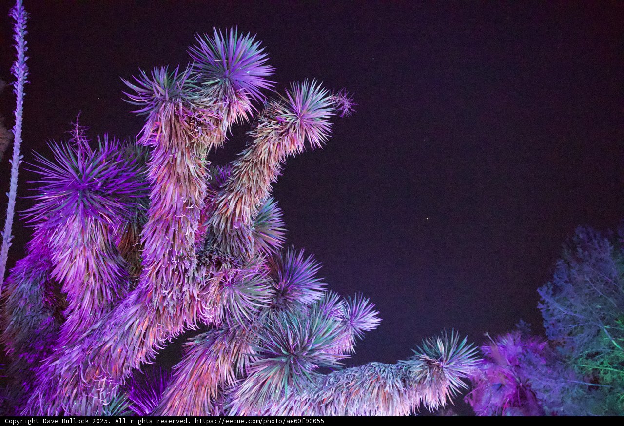 Celestial Cacti in Vibrant Hues