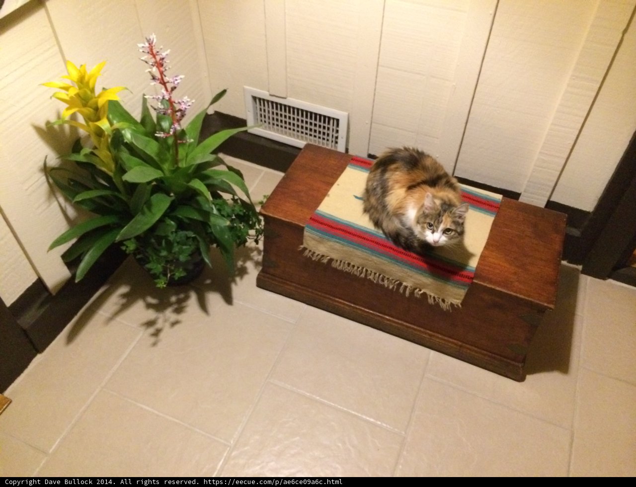 Feline Friend in a Woody Room