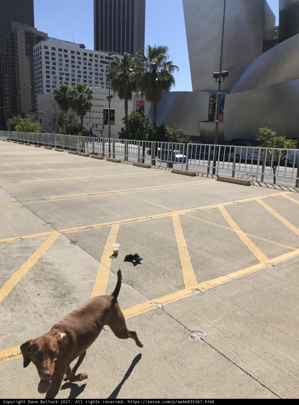 Urban Canine Adventure