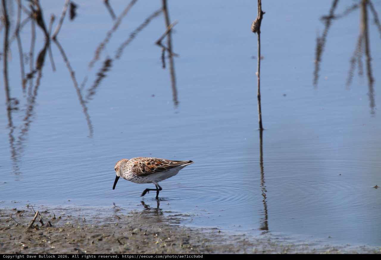 Western Sandpiper Foraging in Shallow Wetland Waters