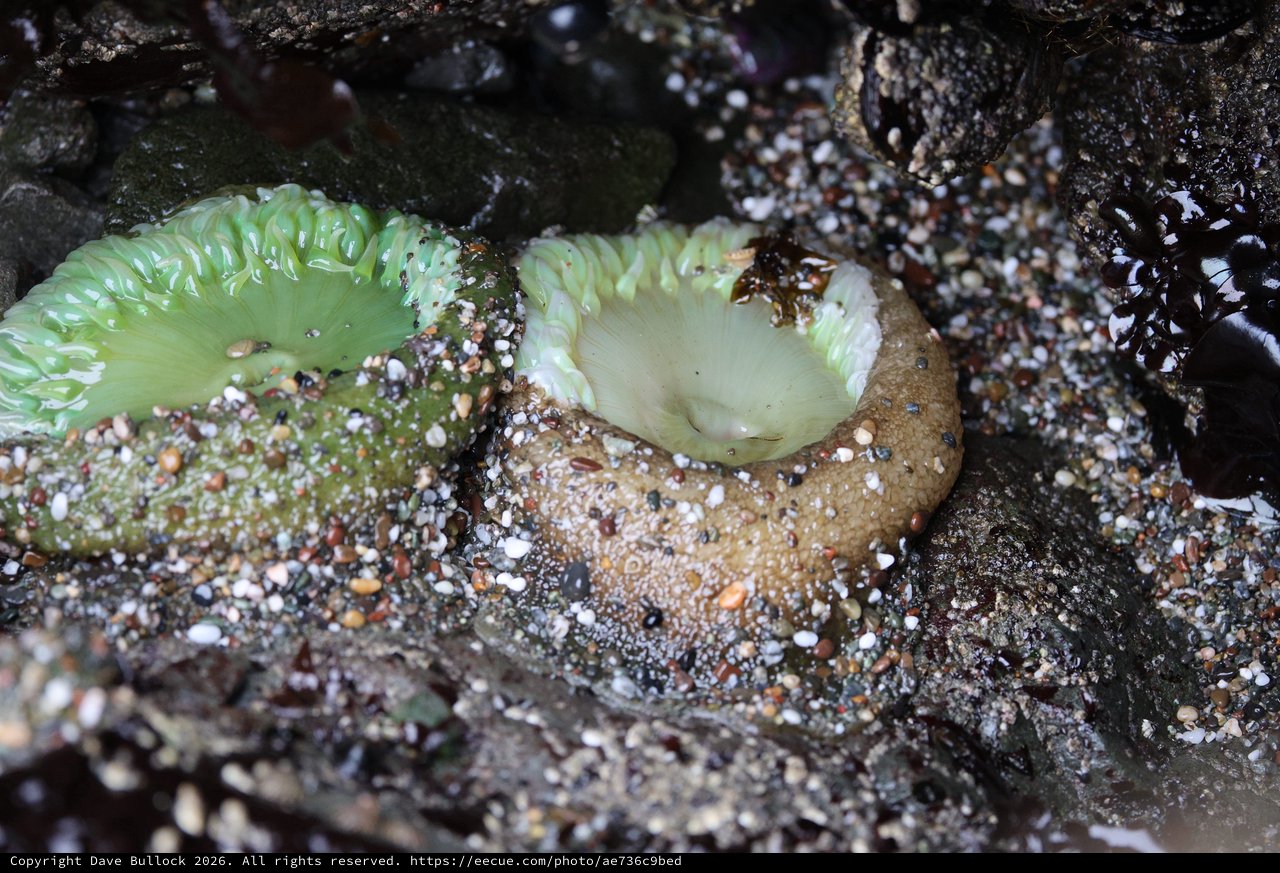 Giant Green Anemones at Low Tide in Rocky Pool