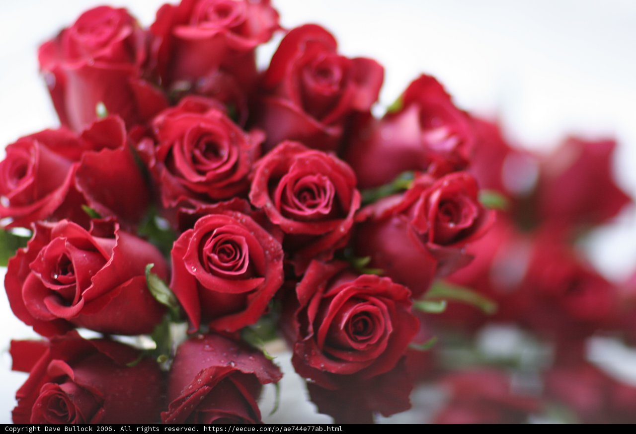 A Beautiful Bouquet of 13 Red Roses