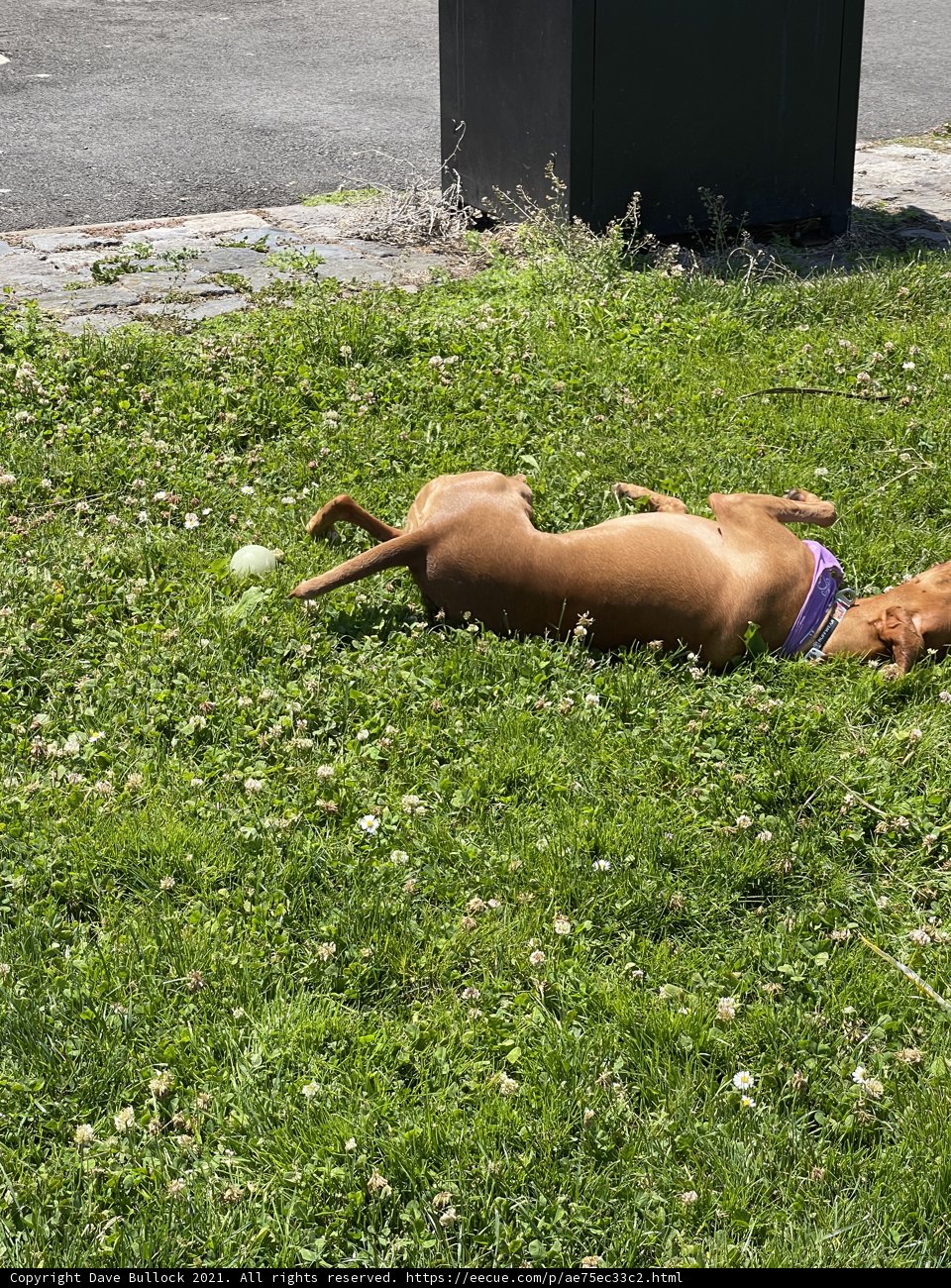 A Playful Pup in the Park