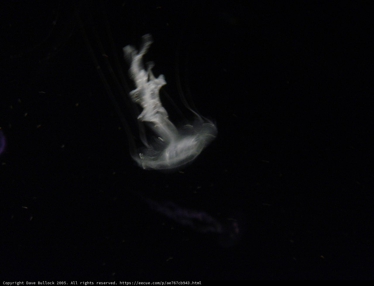 Glowing Jellyfish in the Depths