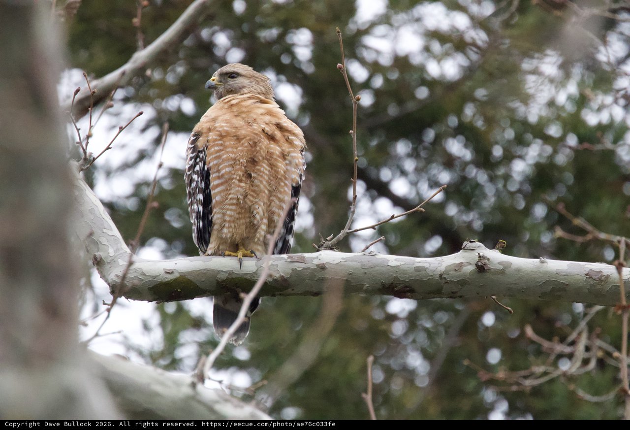 Red-Shouldered Hawk Perched on Winter Branch
