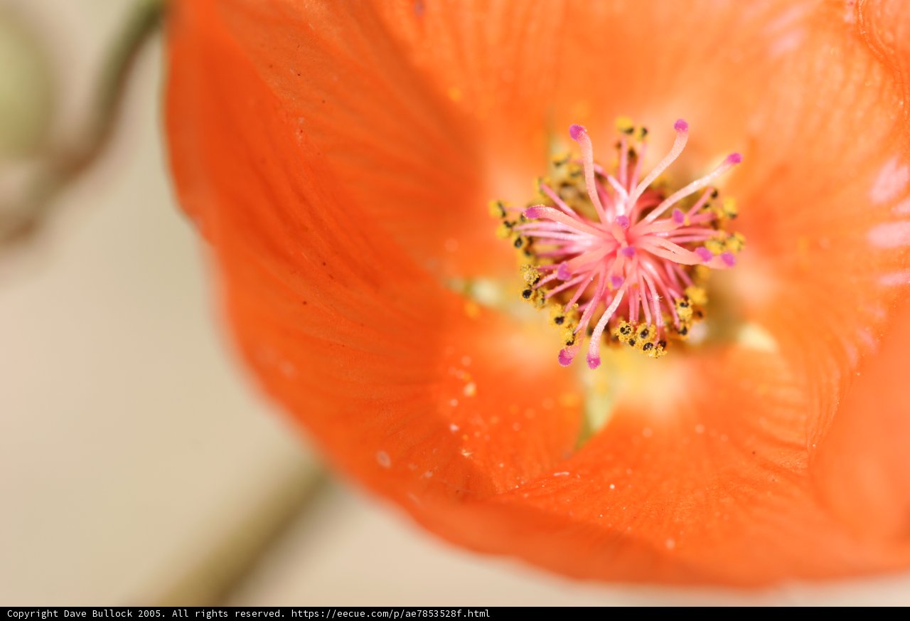 Beautiful Lily Blossom