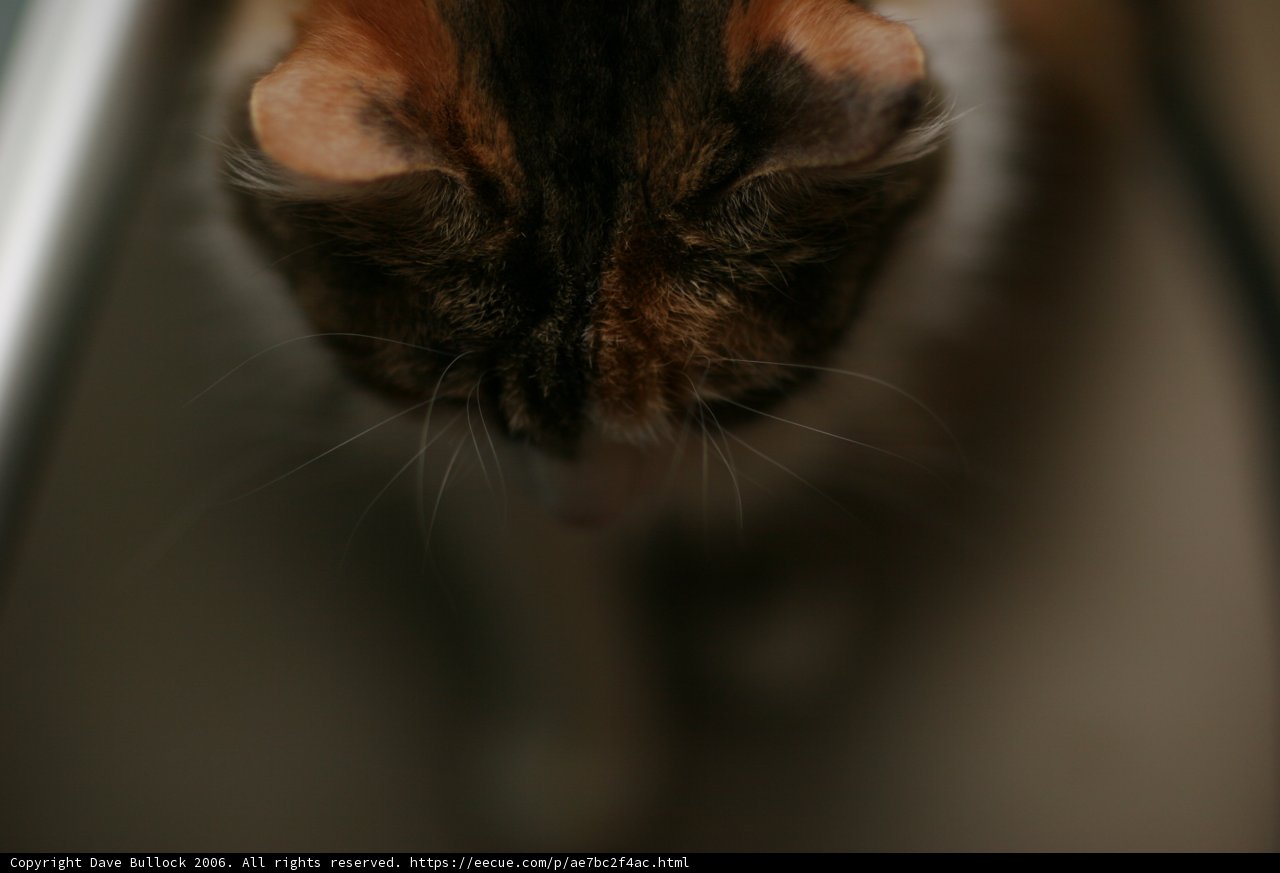 Pensive Purrfection