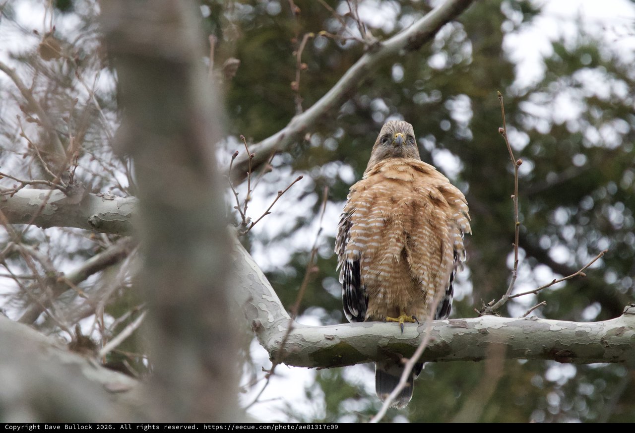 Red-Shouldered Hawk Perched on Winter Branch