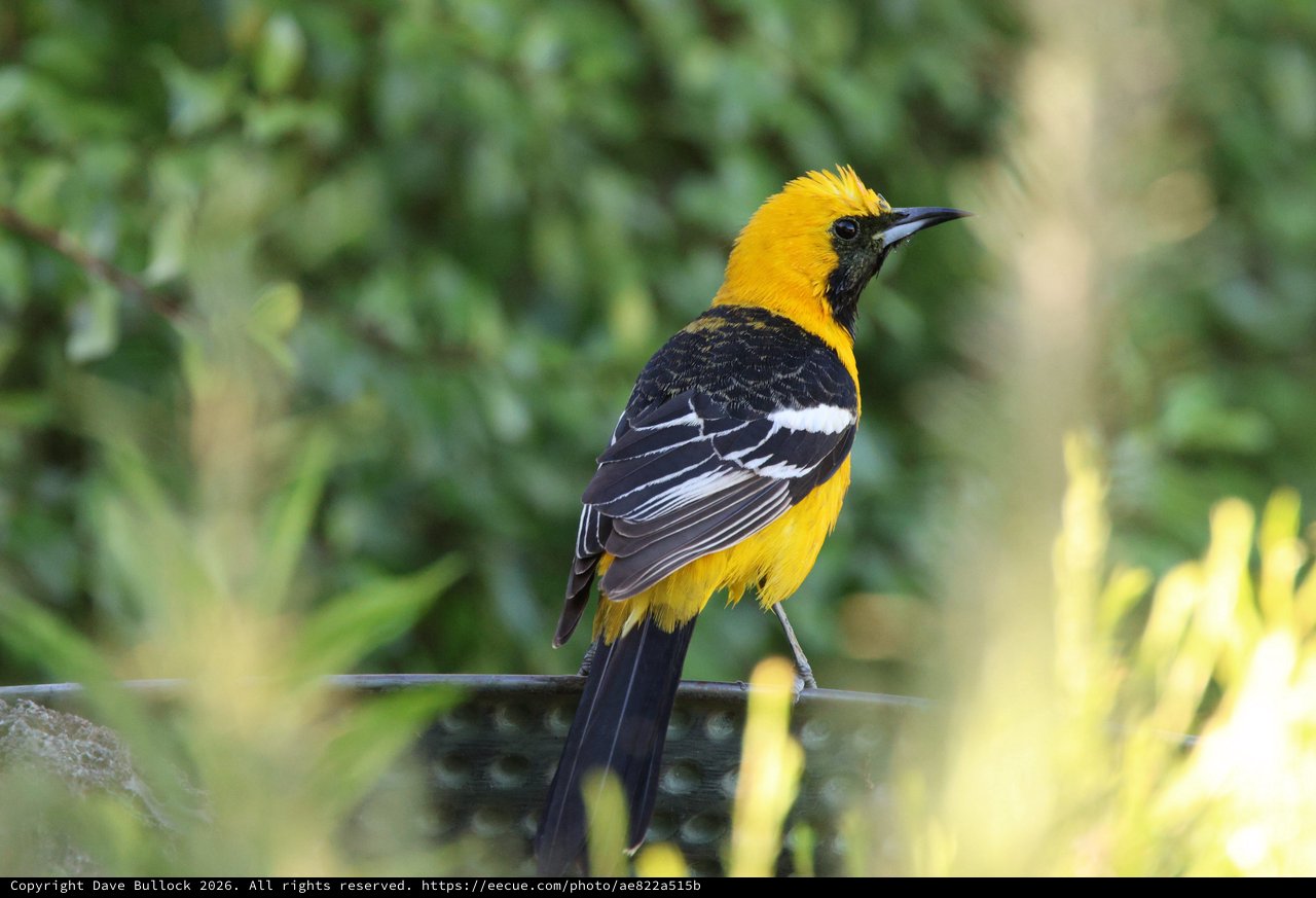 Hooded Oriole Perched on Garden Rail