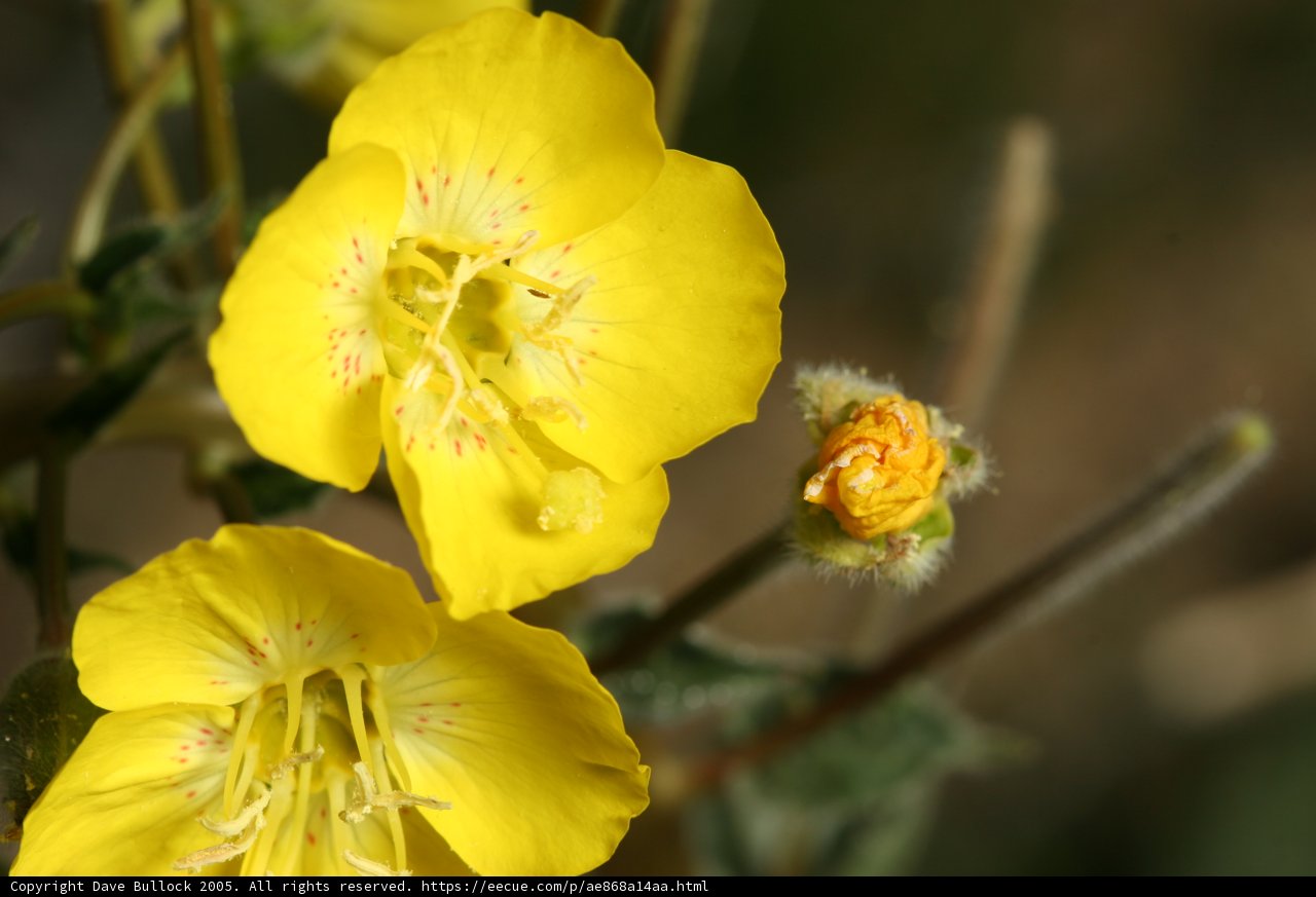 Yellow Blossoms in Full Bloom