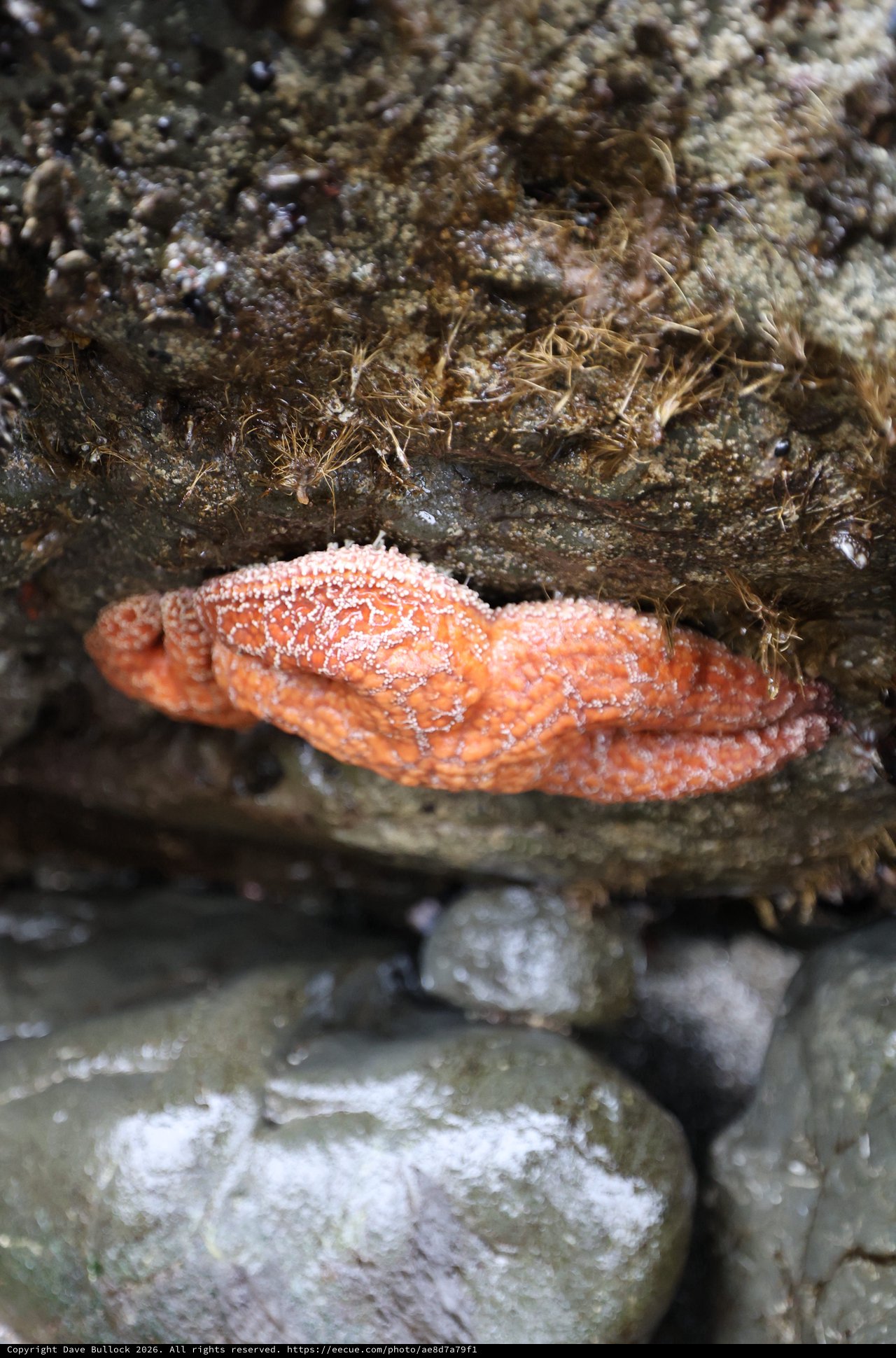 Orange Sea Star Wedged Between Intertidal Rocks