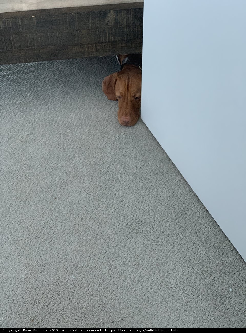 A Canine Hideout