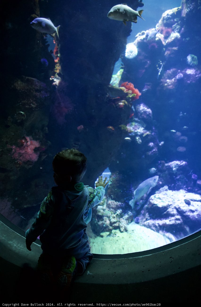 Childhood Wonder at the California Academy of Sciences