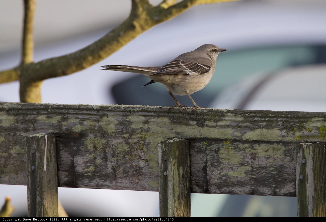 Feathered Observer at Fort Mason
