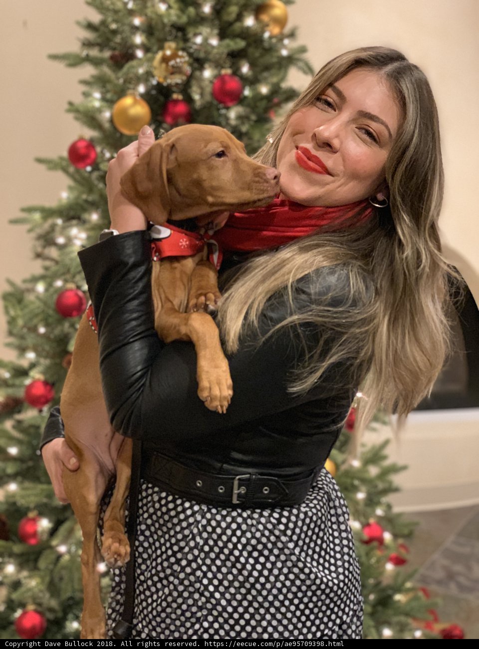 A Christmas Pooch