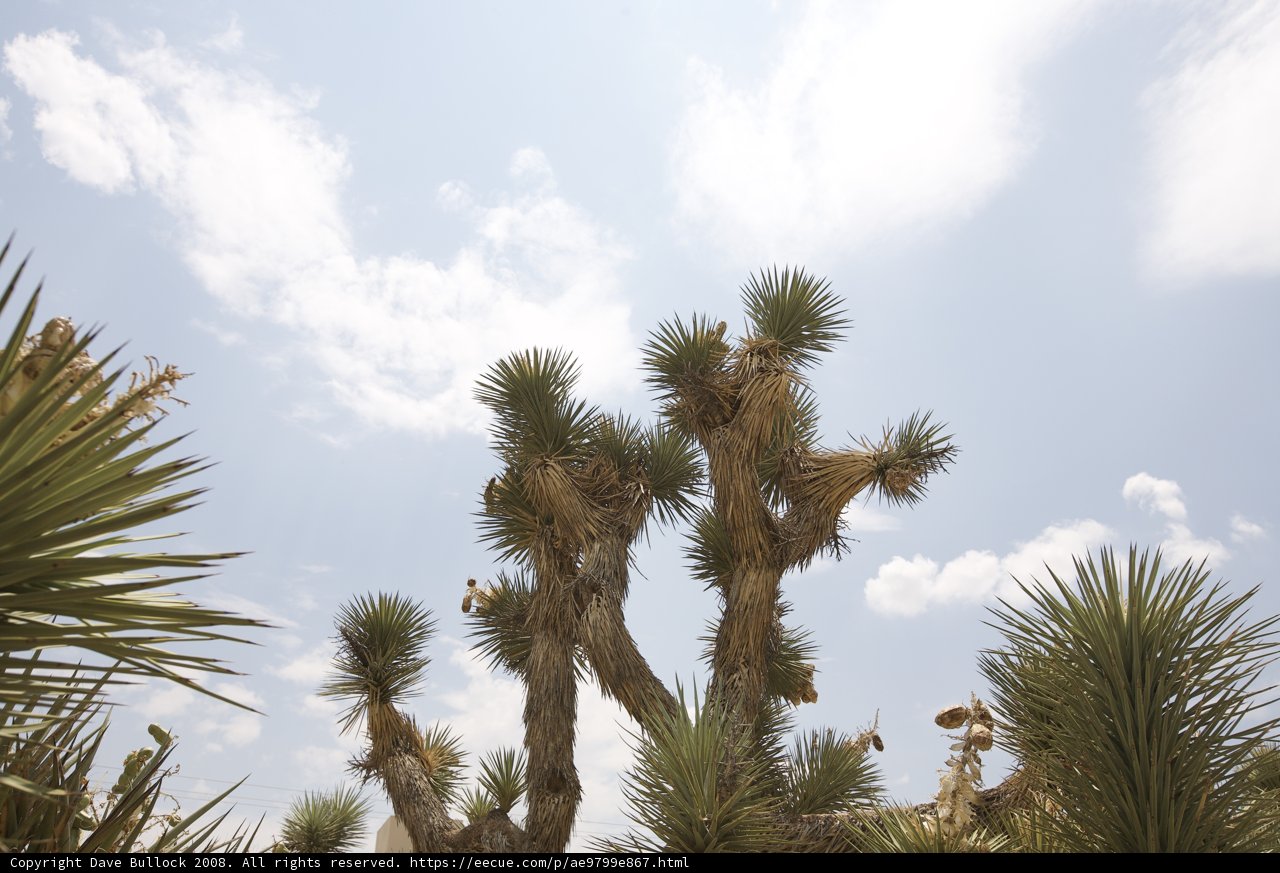 Majestic Joshua Tree in National Park
