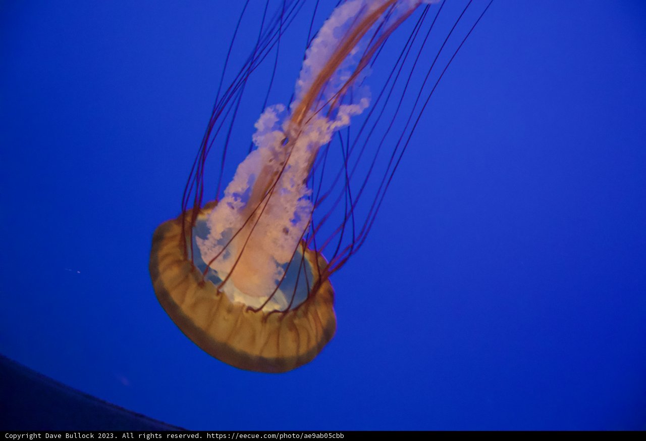Majestic Dance of the Underwater Ballet