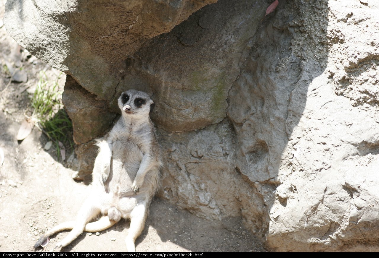 Meerkat on a Rocky Throne