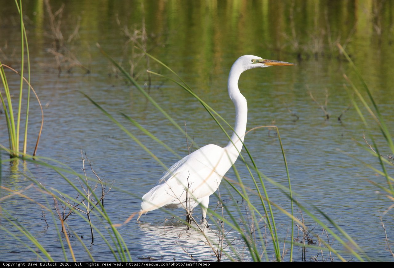 Great Egret Wading in Marsh Wetlands