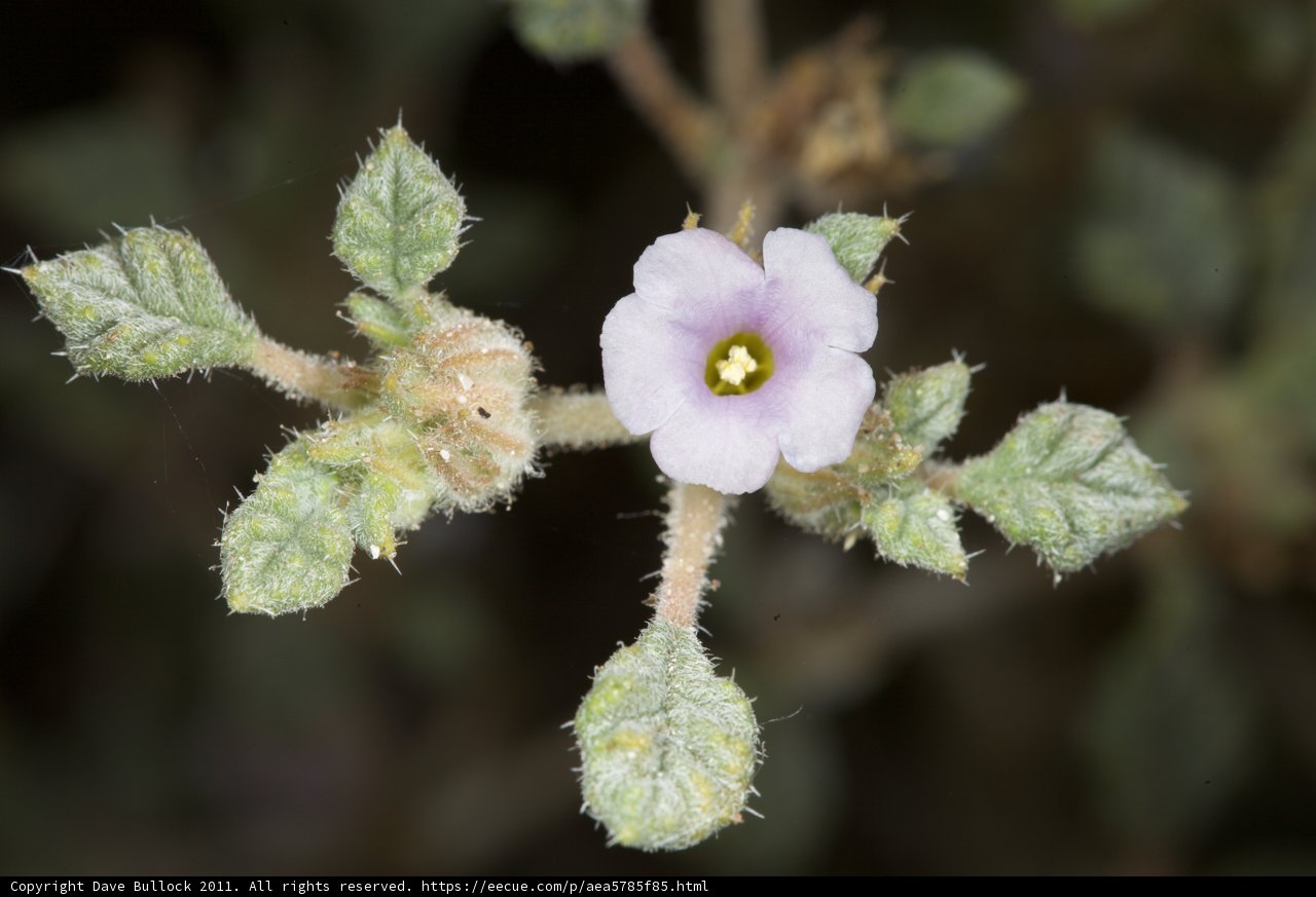 Geranium Blossom