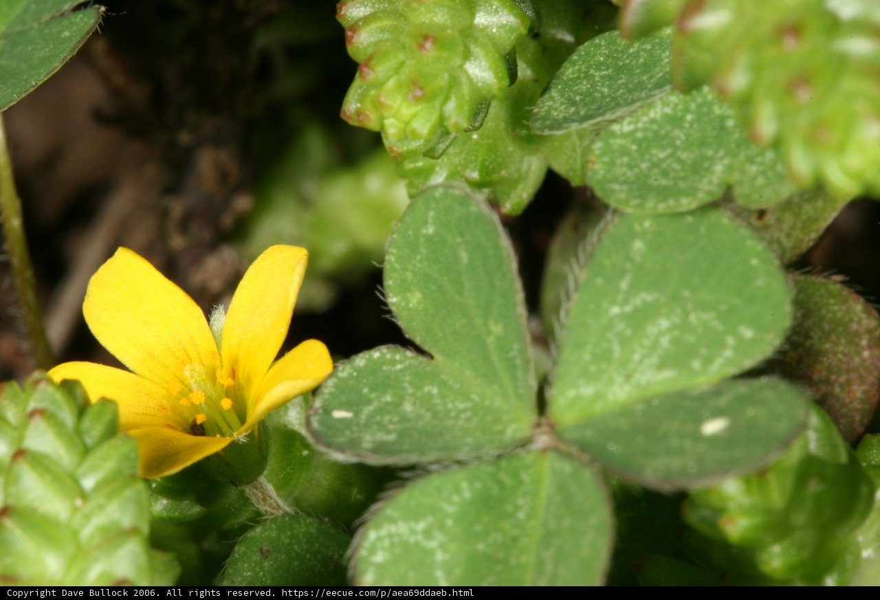 A Vibrant Yellow Flower in the Heart of Greenery