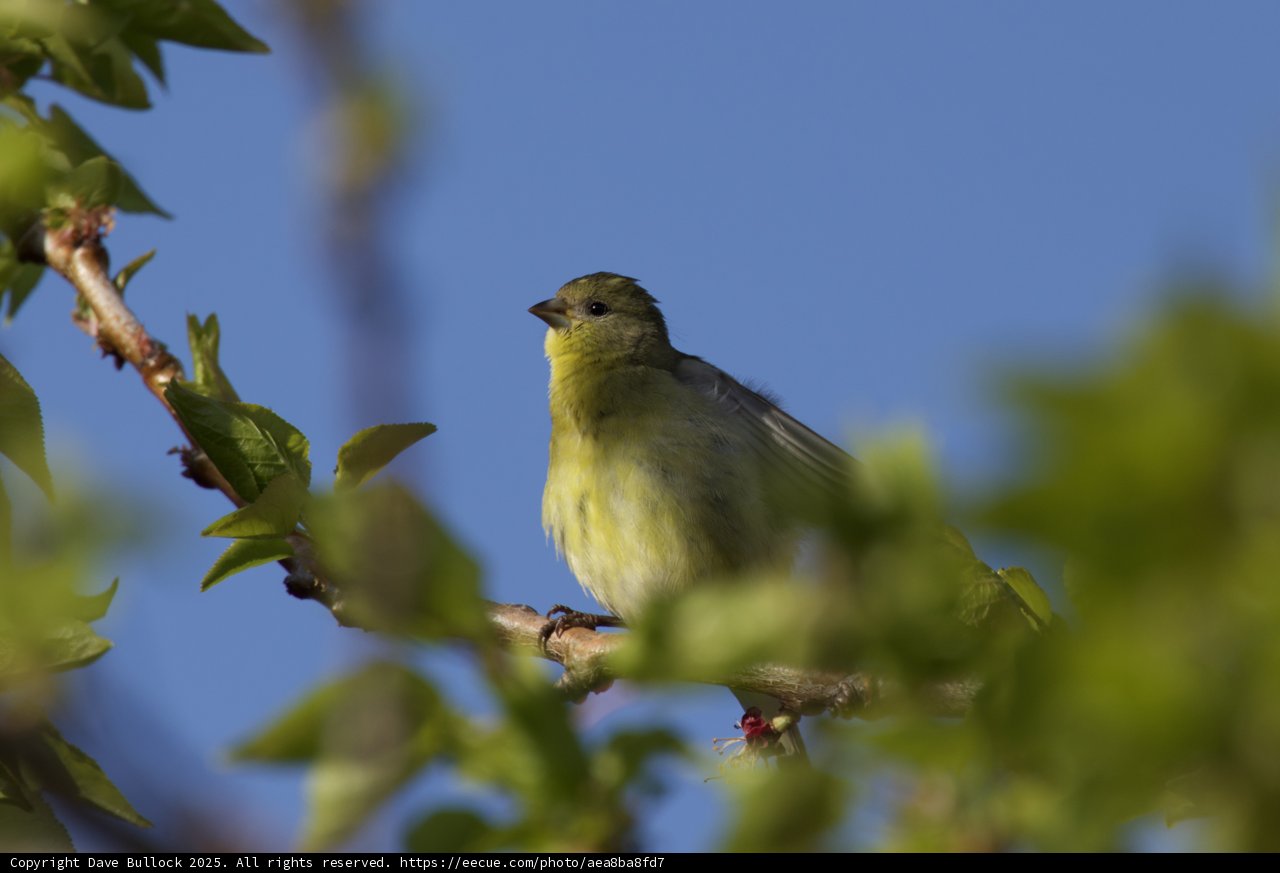 A Finch in the Spring Sun