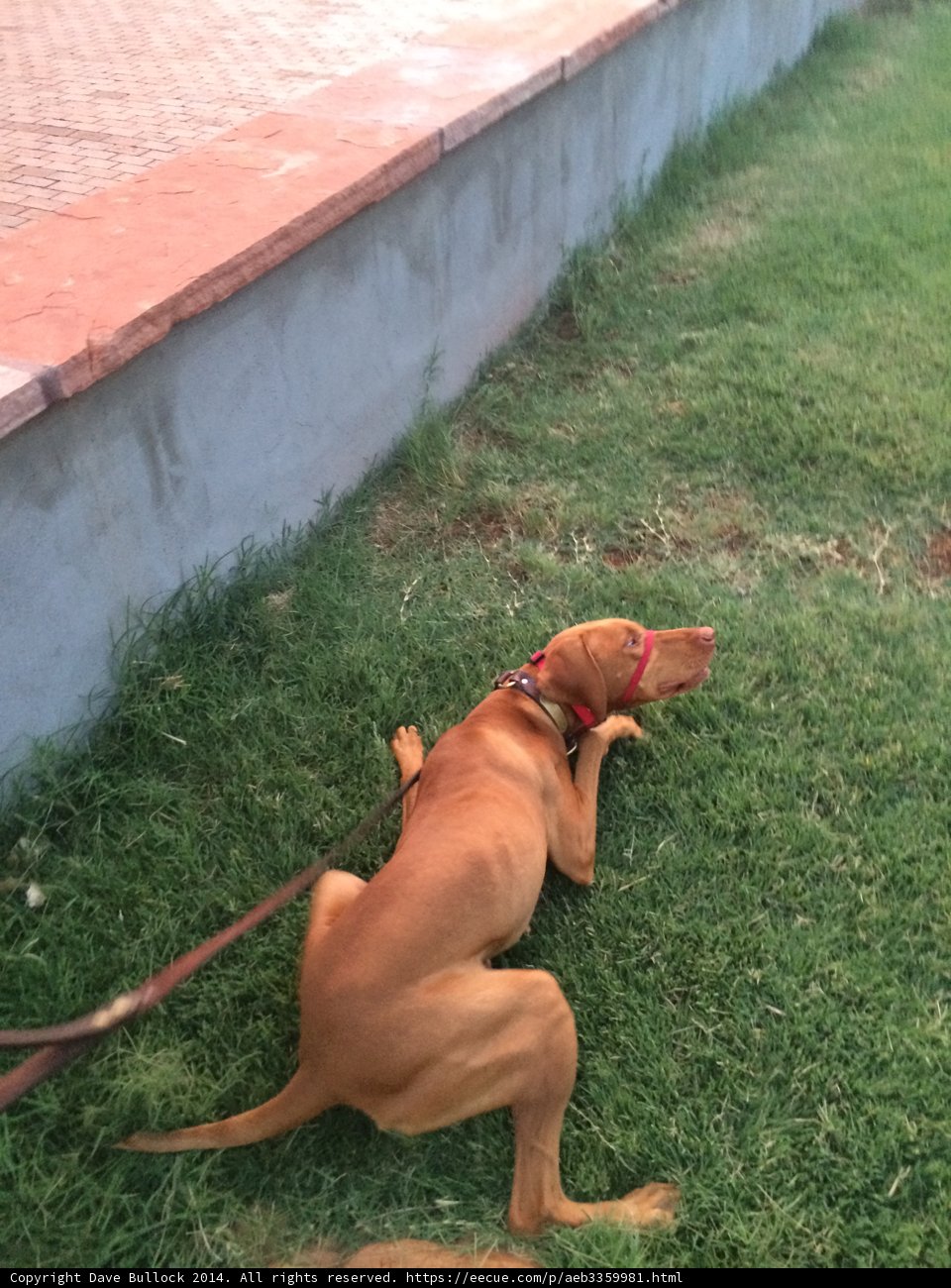 Relaxing on the Grass