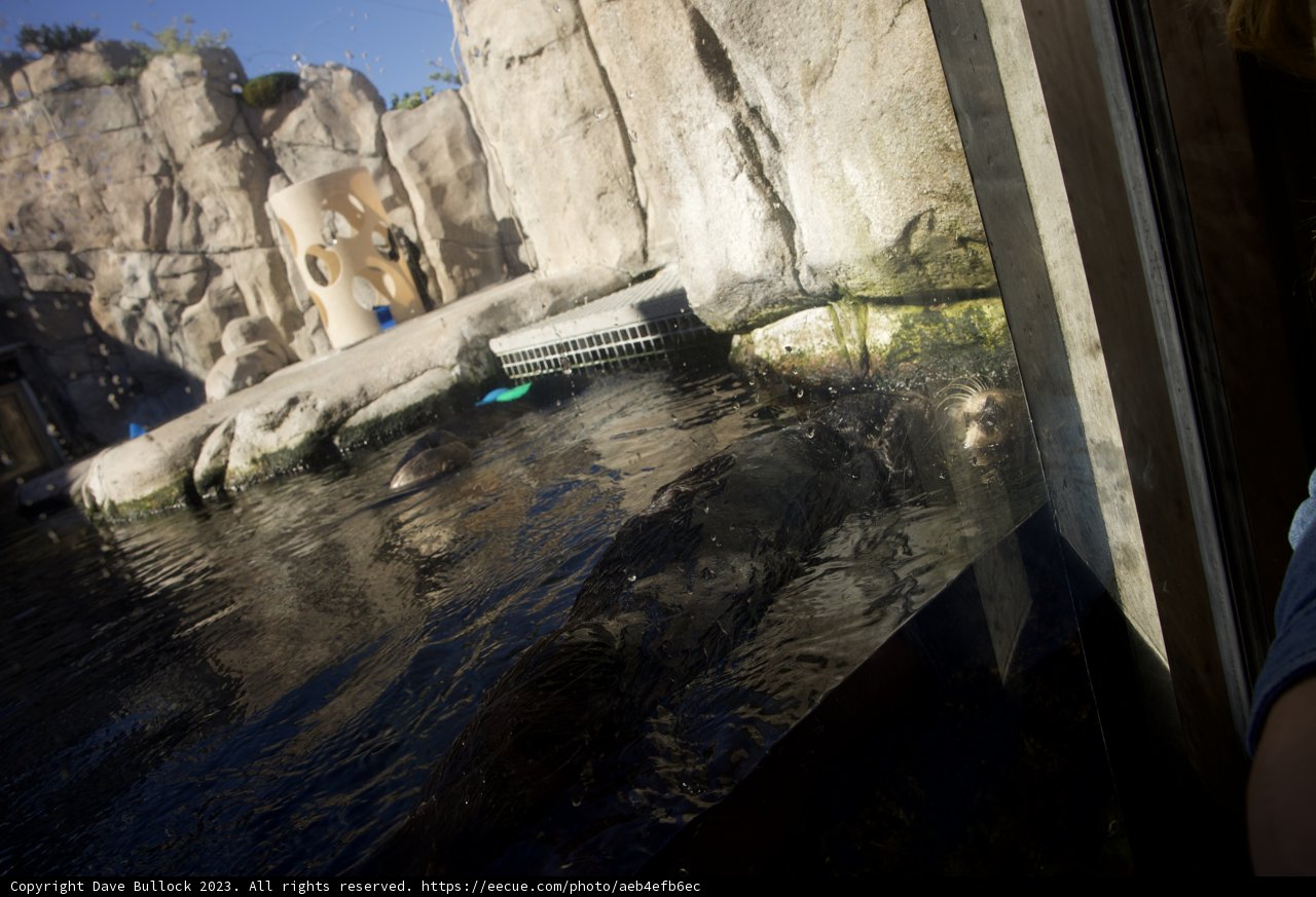 Unseen Boundaries: An Encounter at Monterey Bay Aquarium