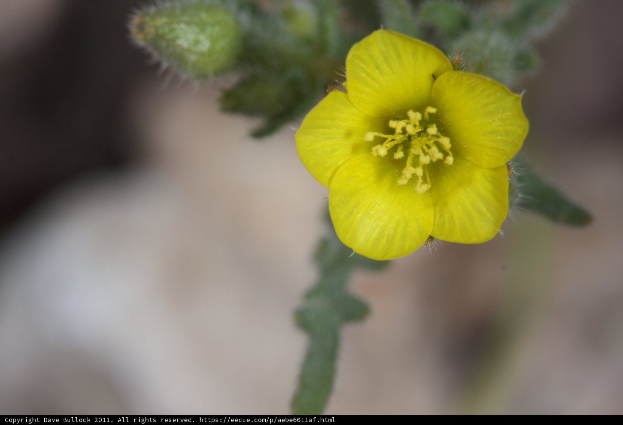 Sunny Geranium