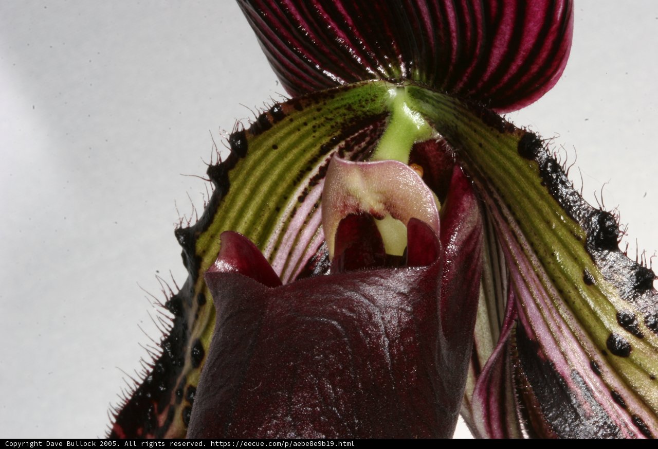 A Stunning Orchid with a Mysterious Center