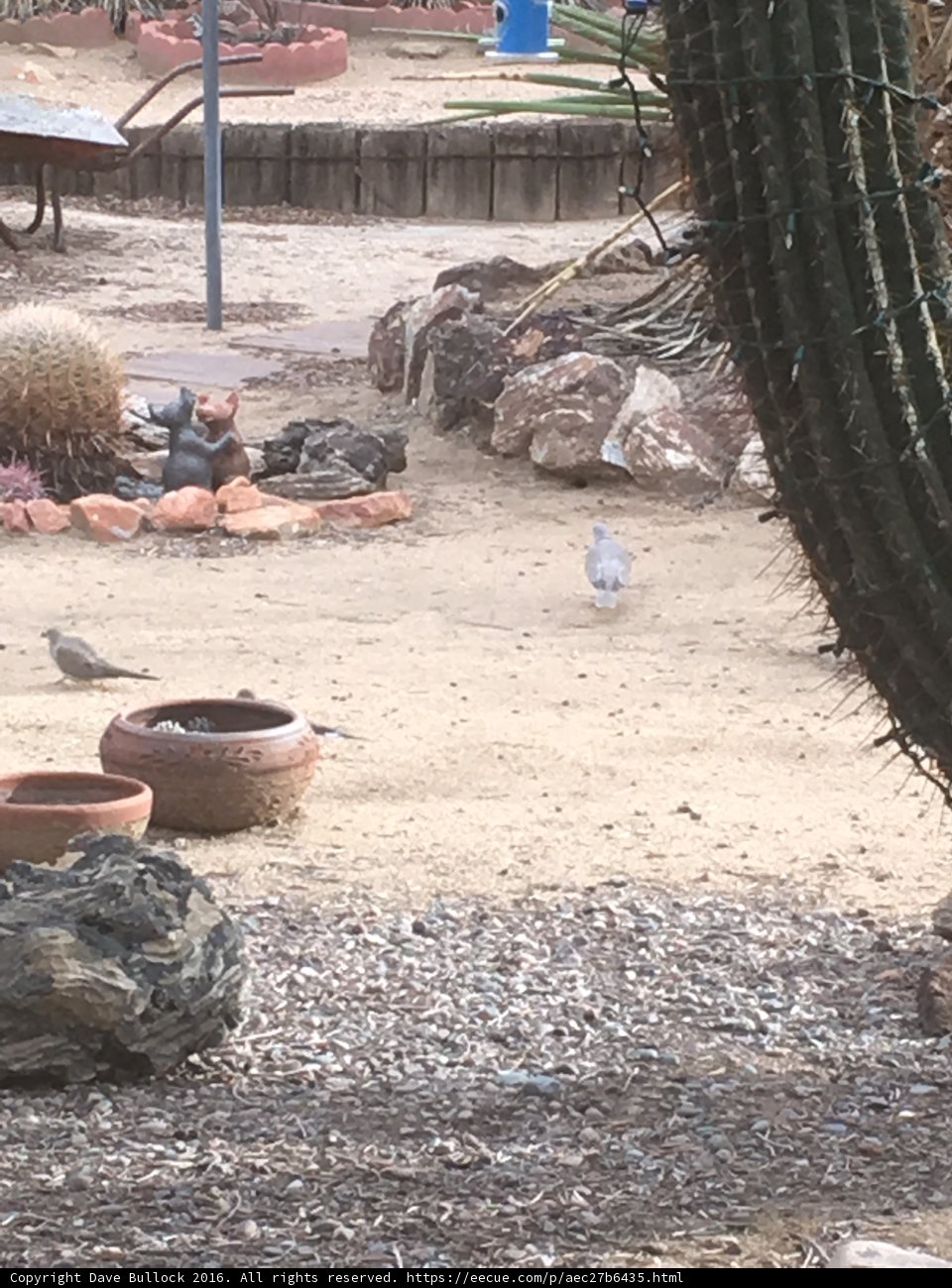 Bird on a Rock
