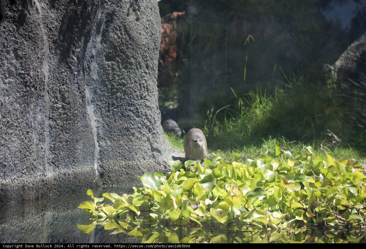 Curious Watcher